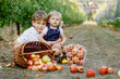 © Irina Schmidt - Portrait of little toddler girl and kid boy with red apples in organic orchard. Happy siblings, children, brother and sister picking ripe fruits from trees and having fun. Harvest season for family.