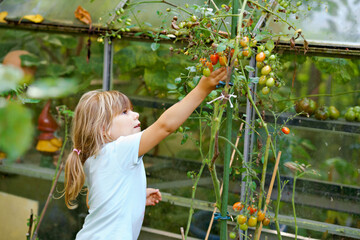 Little preschool girl picking ripe tomatoes in domestic garden and greenhouse. Happy little child harvesting. Children learning cultivate vegetables. Healthy fresh food.