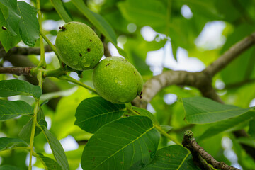 Poster - Green walnut fruits with water drops.