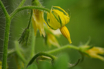 Sticker - Yellow tomato flower in detail.