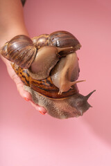 Wall Mural - Giant African snails in human hand on pink background