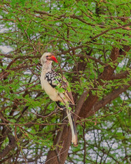 Wall Mural - Red-billed Hornbill Resting in Acacia Tree