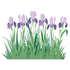 Wall Mural - blue irises and green grass, vector drawing flowers at white background, hand drawn botanical illustration