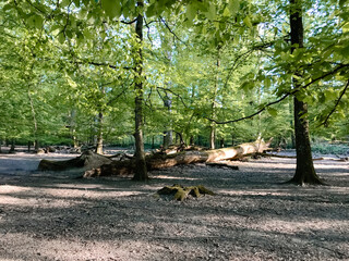 Wall Mural - A large log is lying on the ground in a forest