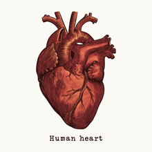 希少 70s 心臓T Suzanne Zagacki ©︎1979 解剖図 ヴィンテージの解剖学