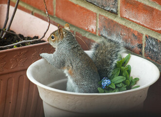 Poster - Cute squirrel looking away in flower pot