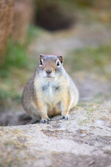 Poster - Front view prairie dog close up on path