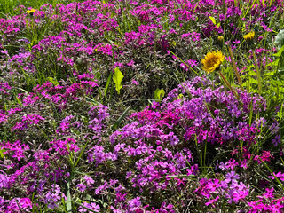 Wall Mural - Meadow with alpine phlox flowers and grass.