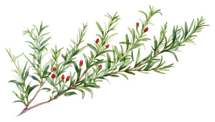 Poster - PNG Rosemary watercolor border plant herbs leaf.