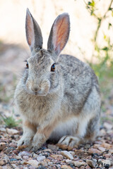 Poster - Front view of wild rabbit in Wyoming fields