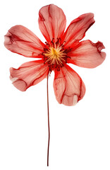 Sticker - PNG  Real Pressed a red flower petal plant inflorescence.