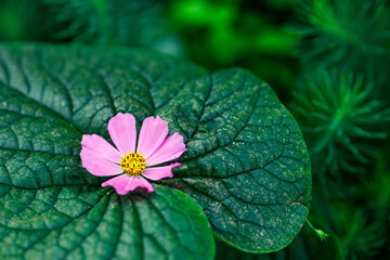 Wall Mural - A small pink flower is on a leaf
