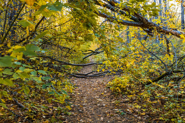 Wall Mural - fallen trees in the forest block the footpath