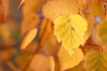 Wall Mural - A leaf is shown in a close up of a tree