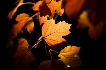 Wall Mural - A close up of a leafy tree with leaves that are orange and yellow
