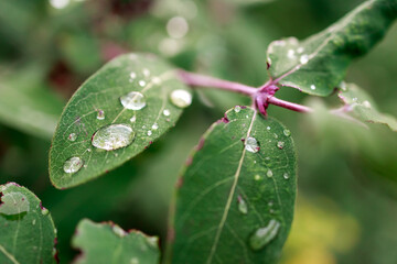 Wall Mural - A leaf with raindrops on it