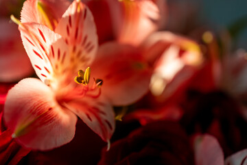 Wall Mural - A close up of a pink flower with a red center