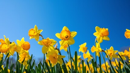 Canvas Print - Field of bright yellow daffodil flowers in full bloom, under a clear blue sky