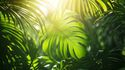 Canvas Print - Lush, green palm leaves of a tropical plant