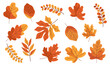© Alena - Set of flat vector illustrations on white background. Different autumn leaves . Vector illustration