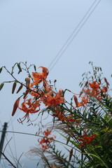 red rowan tree