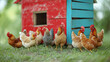 © mikhailberkut - Vibrant Group of Chickens Roaming Freely by Colorful Coop in Pastoral Setting