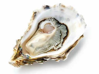 Oyster Shell. Freshly Opened Oyster from the Sea on White Background