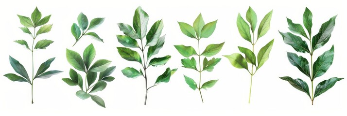 Peony Leaves. Beautiful Arrangement of Fresh Green Peony Leaves on White Background