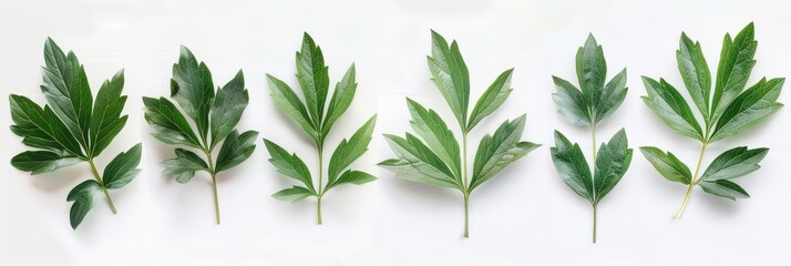 peony leaves. beautiful arrangement of fresh green leaves on white background