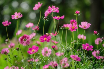 Pink Family: Field of Pink Garden Cosmos Flowers on a Green Hill in Asia