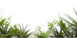 © yeseyes9 - Białe gładkie tło pod baner, grafikę z napisami. Zielone rośliny, gałązki i liście kwiatów. Widok z góry