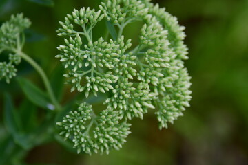 Poster - Green Plant Blossom