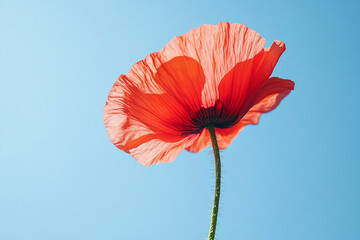 Red poppy on a sky blue background.