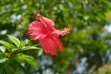 The blooming red flower in outdoor garden with blurred background