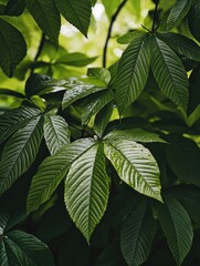 Poster - Leafy Plant Close Up