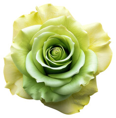 Sticker - Green rose flower transparent PNG