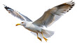 © Maestro - Soaring seagull in flight with open wings PNG isolated transparent