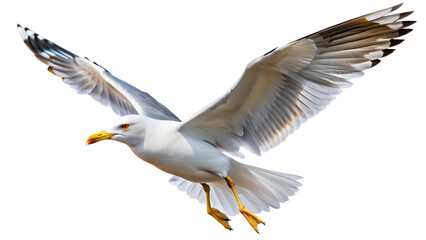 Soaring seagull in flight with open wings PNG isolated transparent