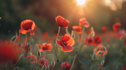 Gorgeous poppies blooming in the dusk light