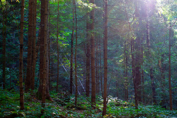 Fresh green forest  in sunshine taken  early morning in Carpathian mountains