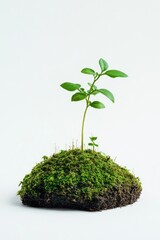 Sticker - Small Green Plant on Mossy Rock