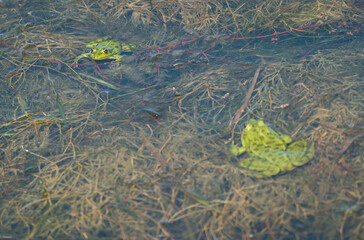 interaction between two green frogs in the lake: a glimpse into their natural environment