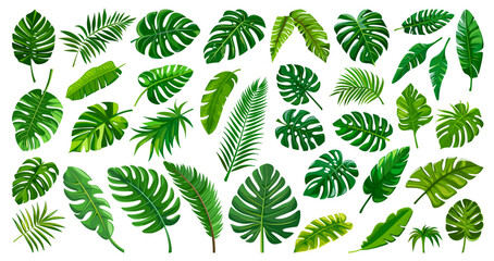 Wall Mural - palm leaf set. leaves from palms trees, monstera leafs summer botany decoration rainforest plant des