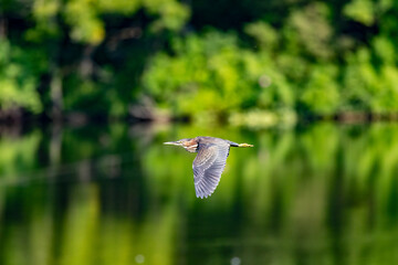 Wall Mural - green heron