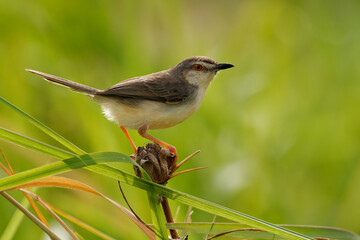 Wall Mural - Jungle prinia Prinia sylvatica small passerine bird warbler in Cisticolidae, resident breeder in Bangladesh and India, Nepal and Sri Lanka, in dry open grassland, woodland, scrub and gardens