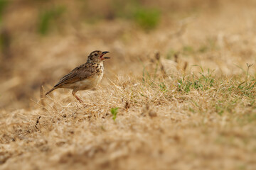 Wall Mural - Jerdon's bush lark Mirafra affinis bird in Alaudidae found in south Asia, formerly considered subspecies of Mirafra assamica and termed Madras bushlark, singing on the ground.