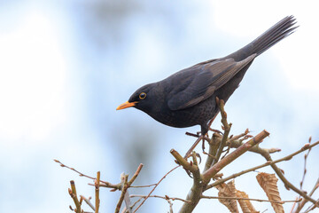 Wall Mural - Blackbird, turdus merula, singing in a tree