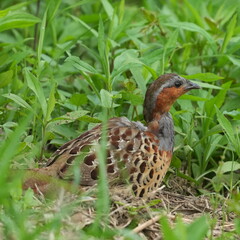 Sticker - chinese partridge in a forest