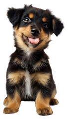 Canvas Print - PNG Adorable puppy with playful expression