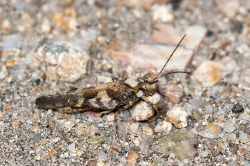 Wall Mural - Cackling forest grasshopper Trimerotropis verruculata perched in Colorado